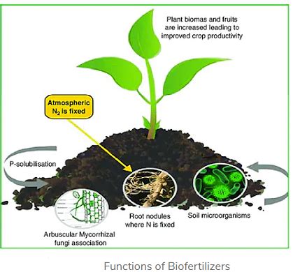 Soil solutions: How biofertilizers replenish soil - Replenish Nutrients