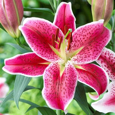 Types of Lilies: Asiatics, Orientals, Trumpets and More! - Longfield Gardens | Lirios flores ...