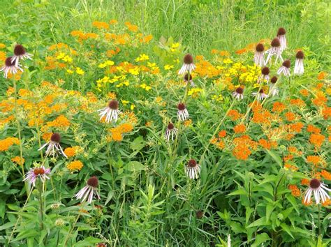 Browse Plants — Blooming Prairie Nursery