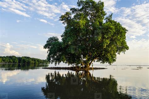 Reflection of tree in the river stock photo (103526) - YouWorkForThem