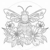 Free Printable Honey Bee Coloring Pages  Mimi Panda sketch template
