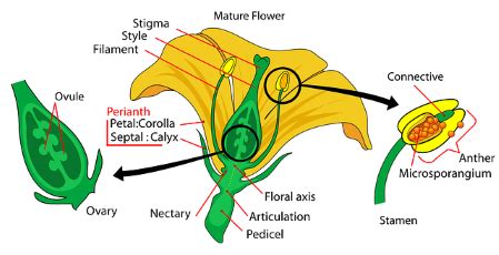 Flowering Plant Reproduction & Parts - Lesson | Study.com