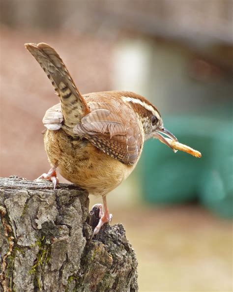 Carolina Wren with a mealworm - FeederWatch