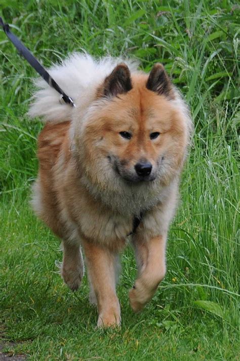 Eurasier dog for a walk photo and wallpaper. Beautiful Eurasier dog for a walk pictures