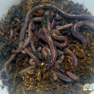 African Nightcrawler Composting Worms - Living Soil Productions