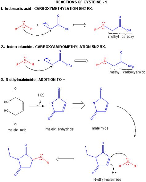 Cysteine Structure