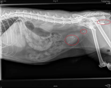 Our cat had bladder stones, both struvite and oxalate : r/Radiology