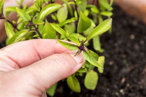 How to Grow Thai Basil in Your Herb Garden