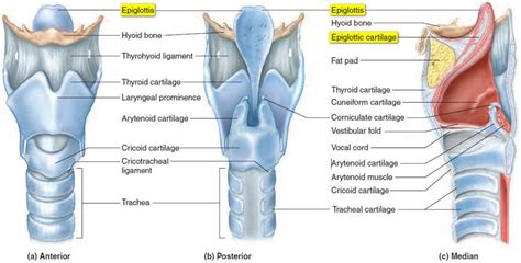 The epiglottis | Throat anatomy, Trachea, Respiratory system