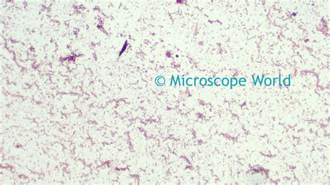 Microscope World Blog: Bacteria Under the Microscope with Different Objective Lenses