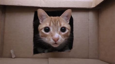 Best Cat Owner Ever Builds His Cats an Epic Cardboard Box Maze - Nerdist