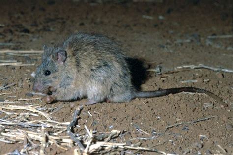 Long haired rat - Alchetron, The Free Social Encyclopedia