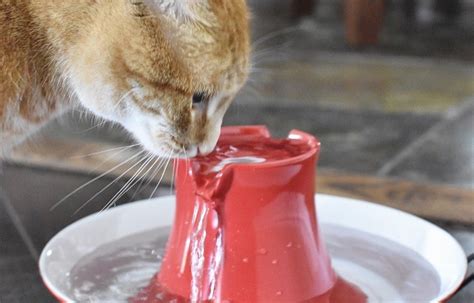 Importance Of Cat Hydration: Do Cats Drink Water? - Cat Lovers