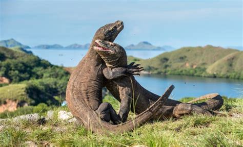 Cerita Legenda Komodo, Hewan yang Masih Satu Leluhur dengan Manusia ...