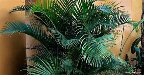 Areca Palm Care: Growing Areca Palms as Houseplants