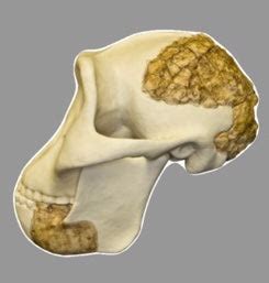 Meganthropus sp. Cast Replica Skull Reconstruction #BC-141 | Darwin and Wallace: A Nature ...