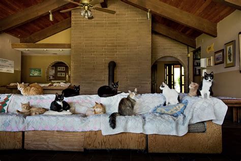 The World's Largest No-Kill Cat Sanctuary Has Saved More Than 20,000 Feline Friends | HuffPost