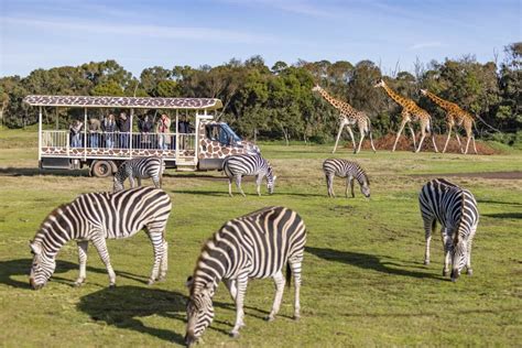 The wild and wonderful Melbourne zoo you don't know about | Explore Travel