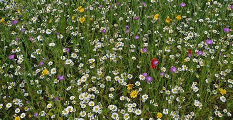 How to grow a lawn that's better for wildlife | Natural History Museum