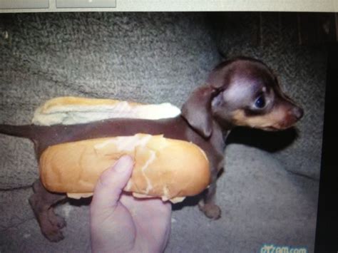 Sausage Dog In Bun