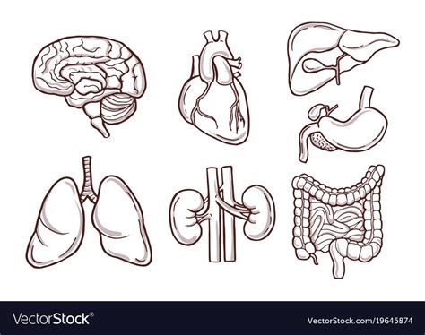 Hand Drawn Human Organs Illustration