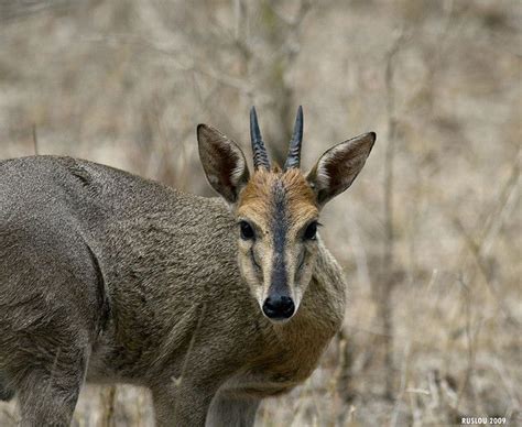 Common Duiker (Sylvicapra grimmia) | South african animals, Africa ...