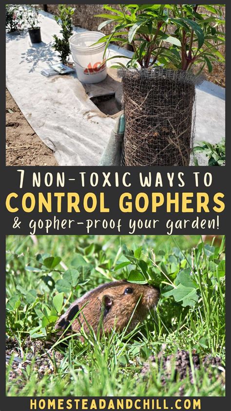 Gophers are incredibly frustrating, but there are a number of ways to ...