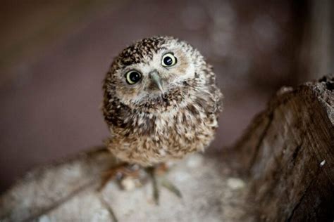 Cute Baby Owl Photos, Videos, and Facts - Animal Hype