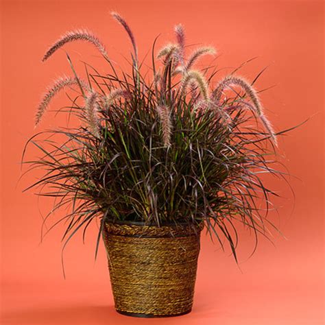 Grass Pennisetum Purple Fountain Grass – Green Valley Garden Centre