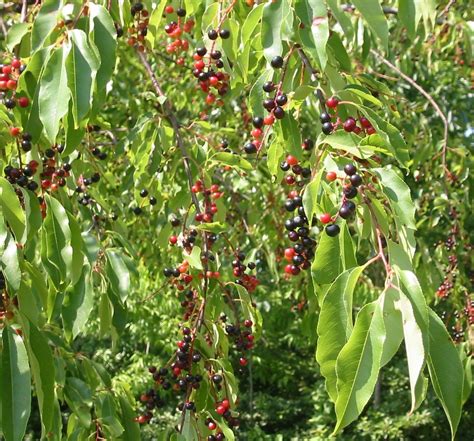 Growing Wild Cherry Trees From Seed | Home and Garden Reference