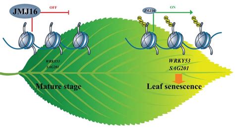 Scientists reveal a new mechanism of epigenetic regulation of plant ...