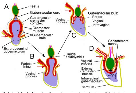 Figure 1 from Cryptorchidism and associated problems in animals | Semantic Scholar