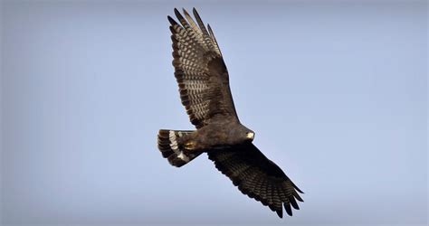 Zone-tailed Hawk Identification, All About Birds, Cornell Lab of Ornithology