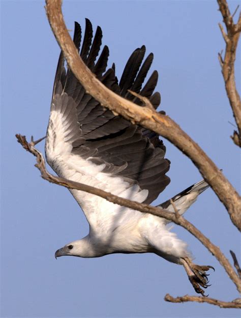 White Bellied Sea Eagle | BIRDS in BACKYARDS