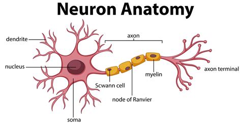 Neuron Labelled Diagram Class 10