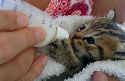 Feeding The Baby - Kittens Photo (41578850) - Fanpop