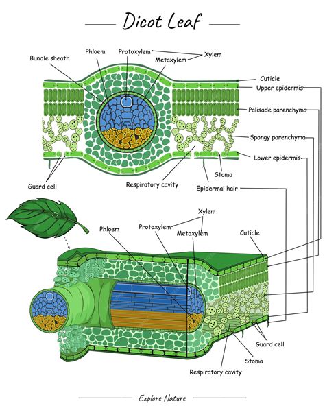 Premium Vector | Dicot Leaf structure or anatomy