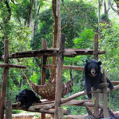 Free The Bears, Luang Prabang, Laos (@nicoleguillon) on Instagram: “big ...