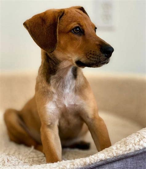 Should I get an energetic Lab Hound mix dog? - K9 Web