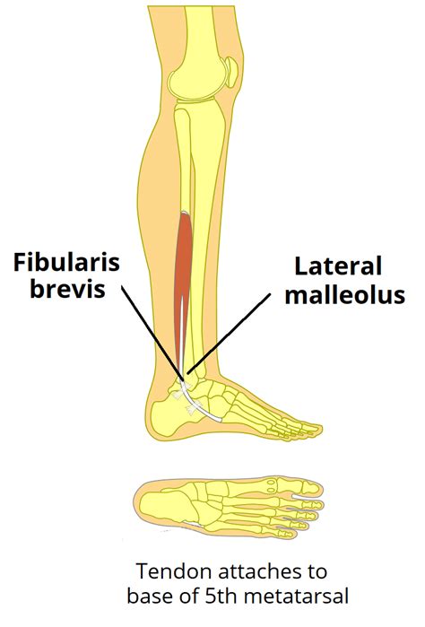 Fibularis (Peroneus) Brevis - Attachments - TeachMeAnatomy