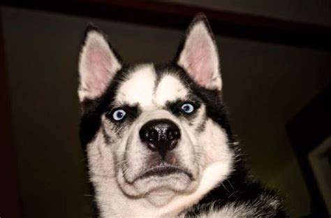 Dog Looking Shocked | Funny dog faces, Funny dogs, Dog thoughts