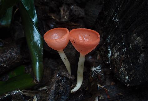 Fabulous Fungi - Australia | Flickr