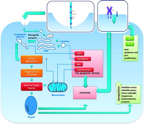 Side effects of aminoglycosides on the kidney, ear and balance in cystic fibrosis | Thorax