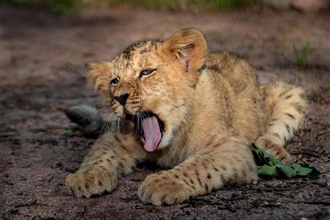 Portrait of Lion yawning 2458110 Stock Photo at Vecteezy