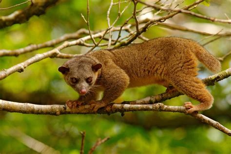 16 Kinkajou Facts - Fact Animal