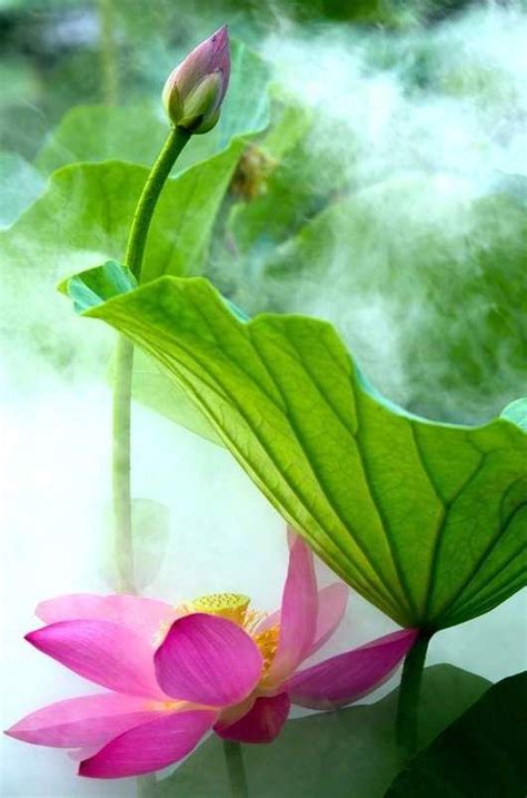 Lotus - Green Thumbs | Lotus flower pictures, Water lilies, Lotus flower meaning