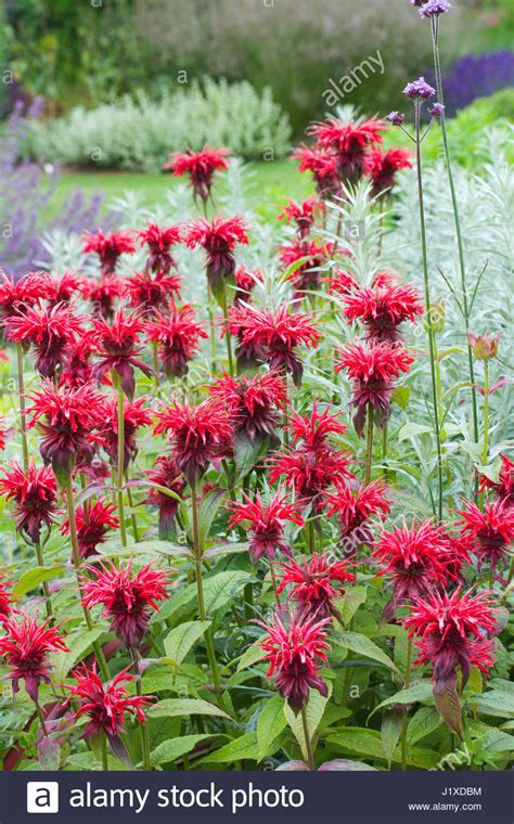 MONARDA 'CAMBRIDGE SCARLET' Stock Photo, Royalty Free Image: 138878872 - Alamy