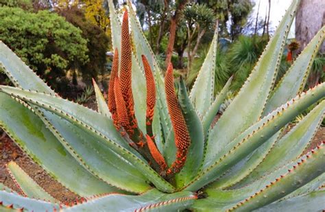 Aloe Ferox - Natural Health News