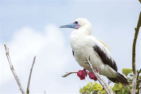 Silver Galapagos - Luxurious Expedition Cruise | Silversea