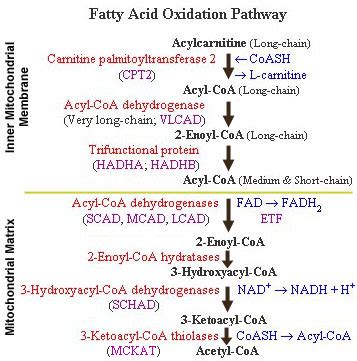 Beta Oxidation Pathway